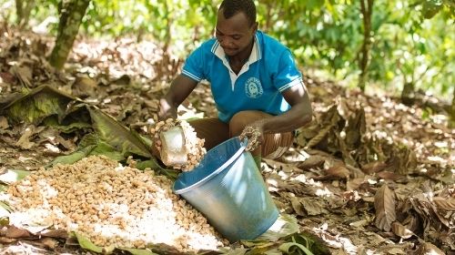 producion de cacao