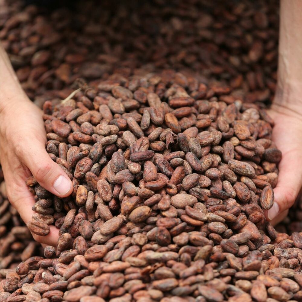 el secado del cacao