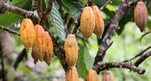 De la mazorca al haba de cacao. Todo empieza en la plantación con unos conocimientos ancestrales.