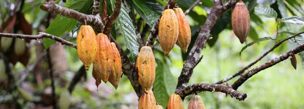 plantacion de cacao